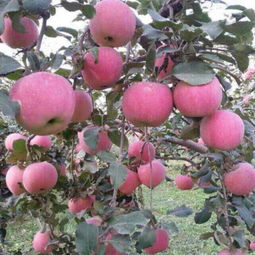 山東省日照市莒縣騰達農(nóng)產(chǎn)品公司 優(yōu)質(zhì)食用農(nóng)產(chǎn)品批發(fā)供應(yīng)商，價格優(yōu)勢盡顯